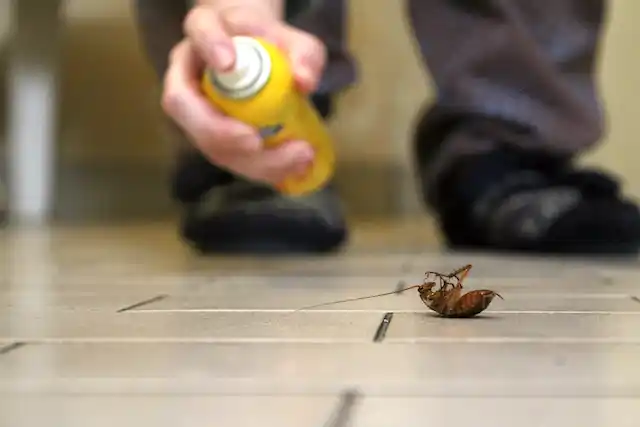 ongediertebestrijding Biest-Houtakker